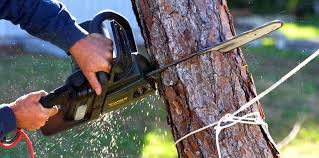 Best Tree Mulching  in La Habra Heights, CA