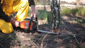 Professional Tree Care in La Habra Heights, CA