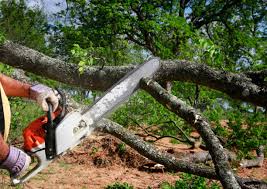 Lawn Watering Services in La Habra Heights, CA