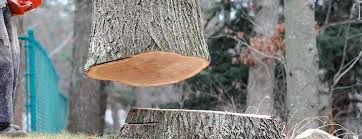 Best Hazardous Tree Removal  in La Habra Heights, CA