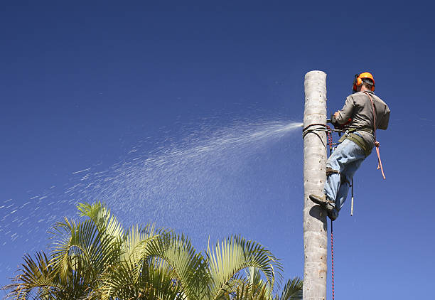 Lawn Pest Prevention in La Habra Heights, CA