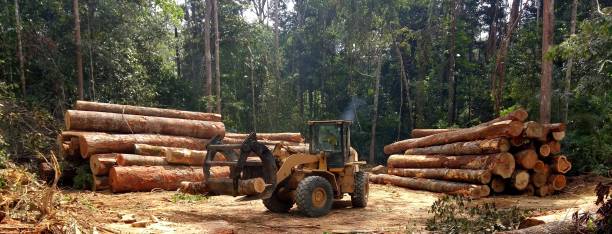 Best Commercial Tree Services  in La Habra Heights, CA
