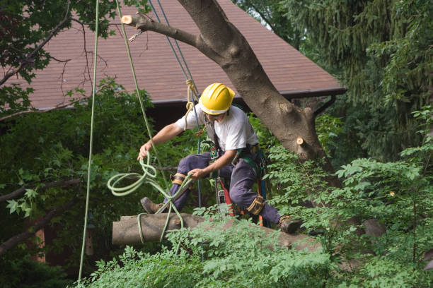 How Our Tree Care Process Works  in  La Habra Heights, CA