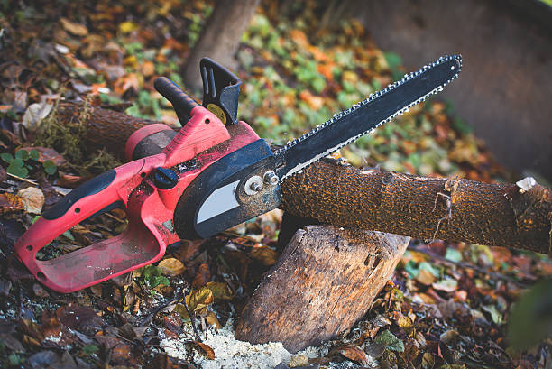 Best Tree Preservation Services  in La Habra Heights, CA
